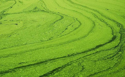 什么是氨氮廢水？高濃度氨氮廢水的危害有哪些？